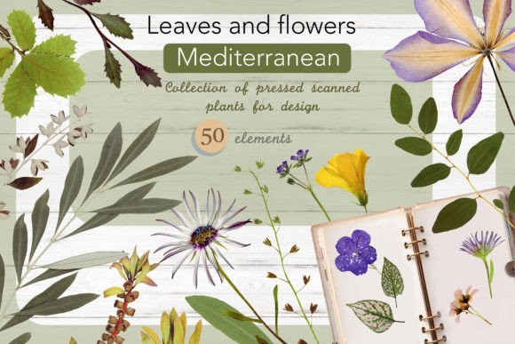 Download Leaves and Flowers. Set No. 1 - Flowers Collection